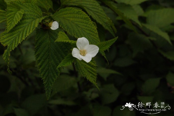 构树种植