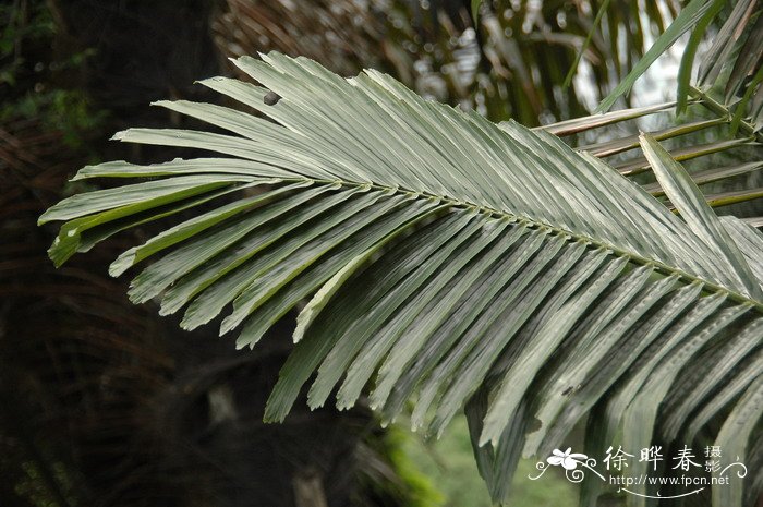 兰花种植方法