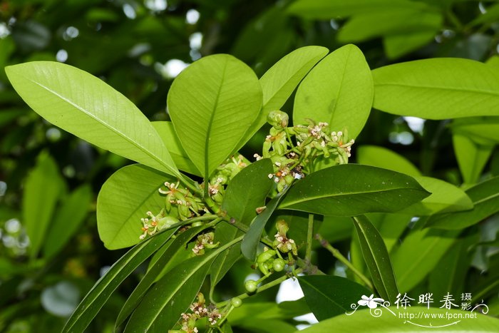 茶花开花期间怎么养护