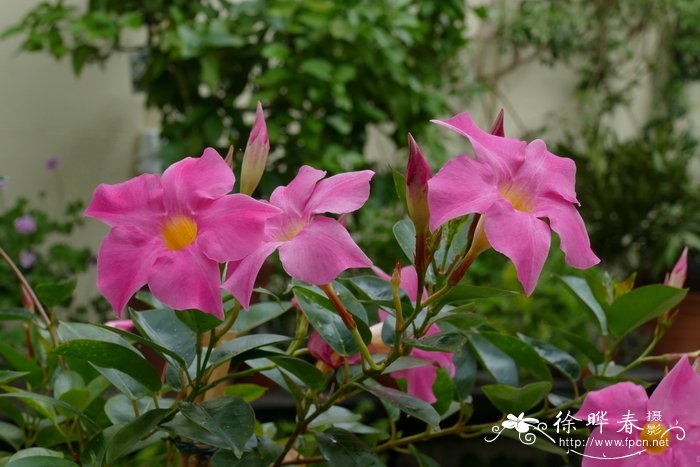 植物怎么传播种子