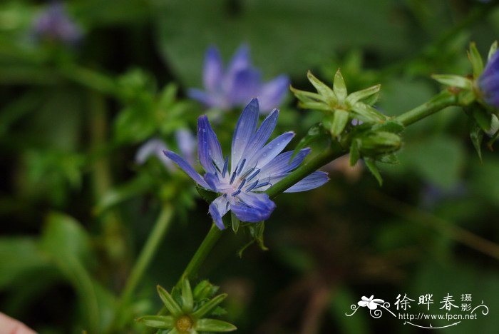 花梨木