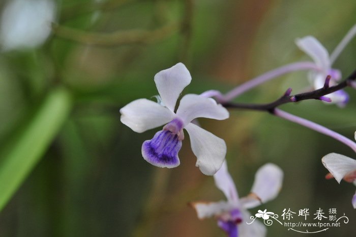 迎春花什么时候开