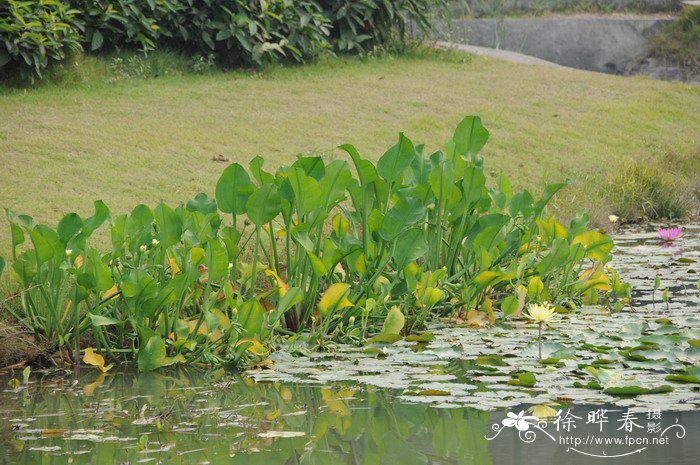 求购桂花