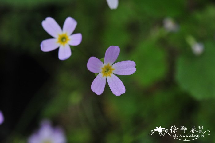 大花蕙兰花语