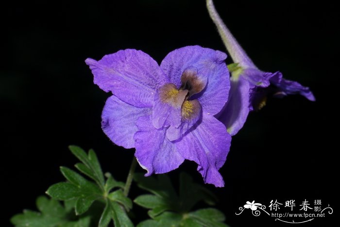 凤仙花的种植方法