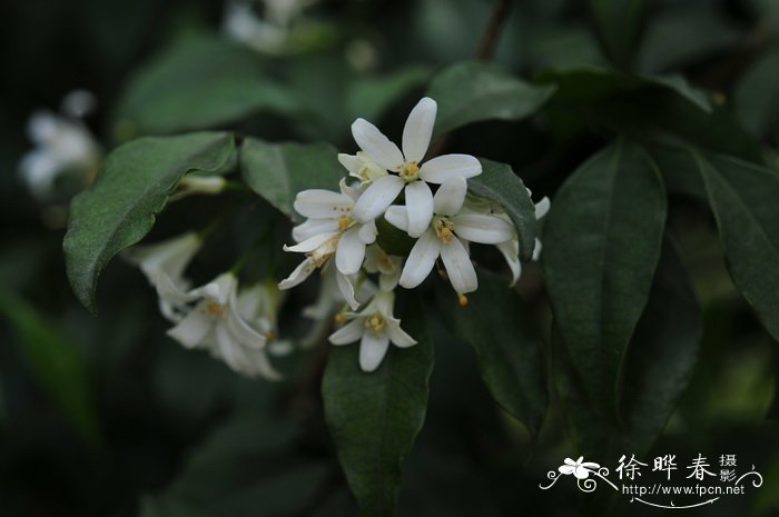 茶花花苞干枯掉落怎么回事