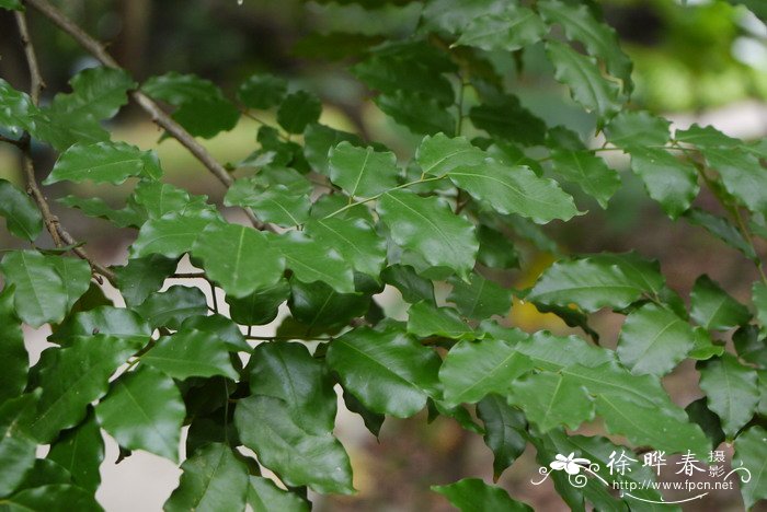 兰花开花时可以换盆吗