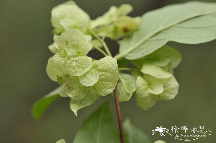 dnf木本植物的样本