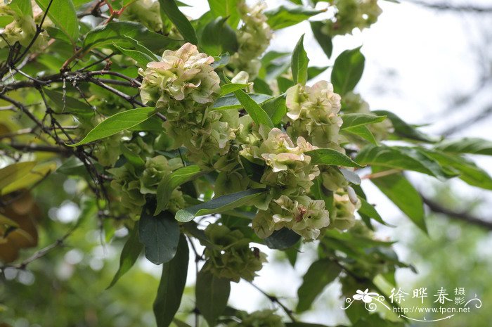 中国十大名花