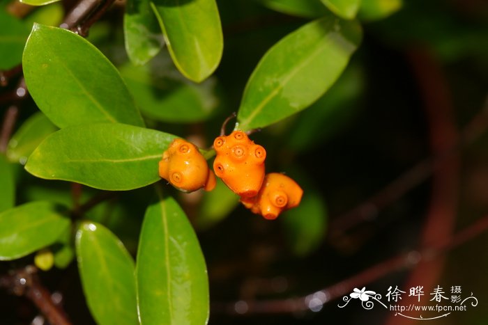 玉树开花吗