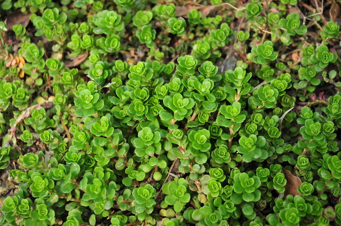 关于桂花的资料