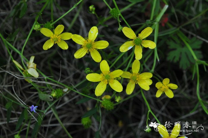 玉树花