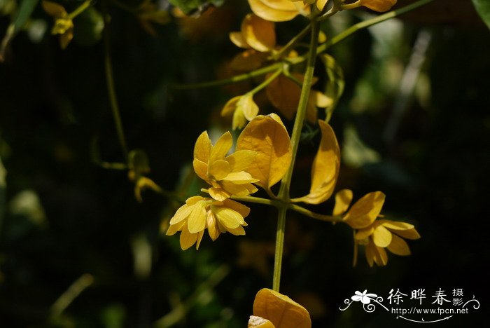 金银花价格