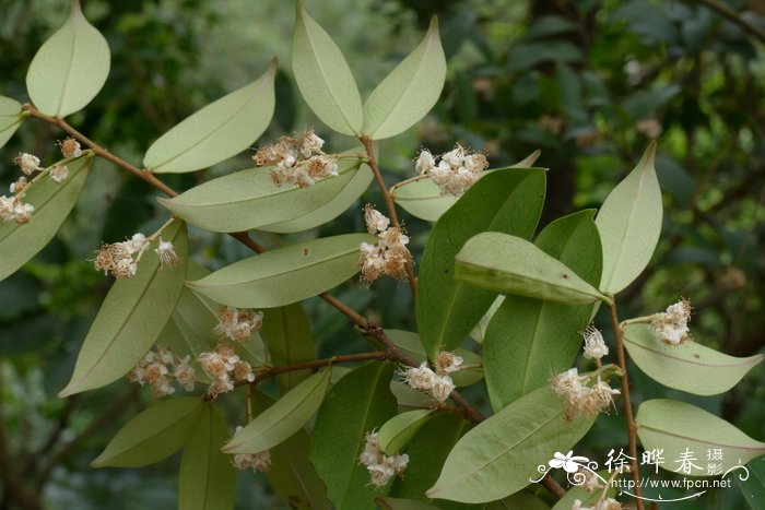 常绿水生鸢尾价格