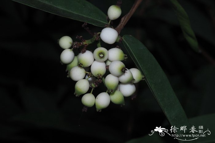 送老师什么花