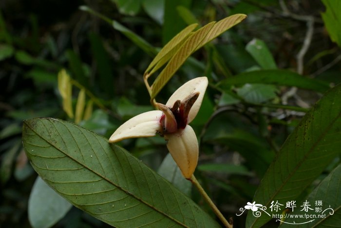 香豌豆花