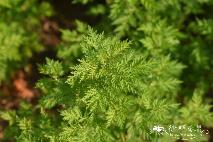 杜鹃花图片