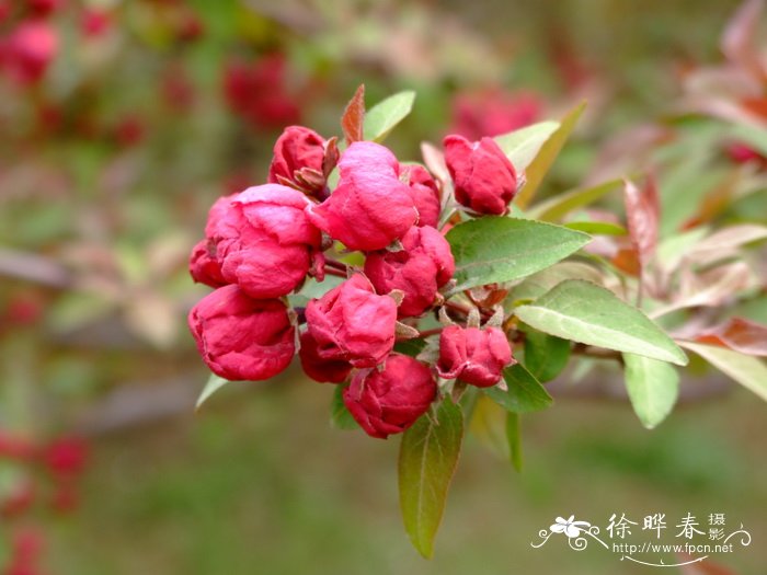 芫茜菜有什么功效和作用