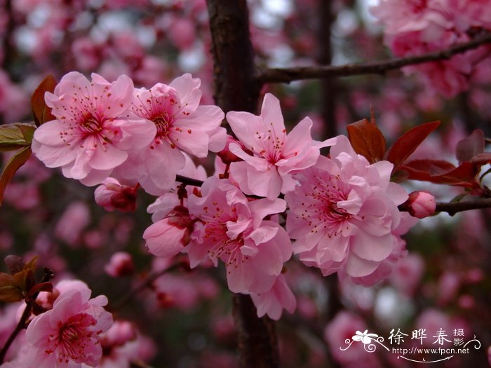 先开花后长叶是什么花