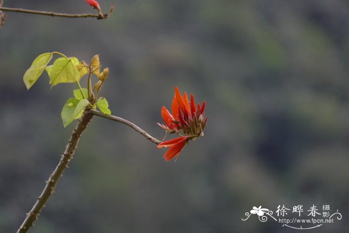 西安鲜花网