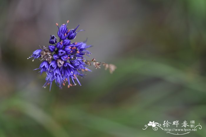 玉树会开花吗