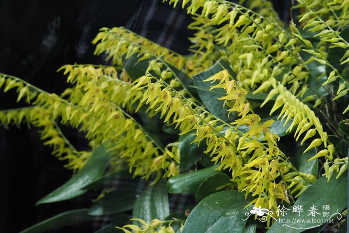 永生花的花语是什么