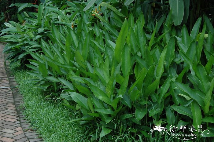 植树节种什么树好