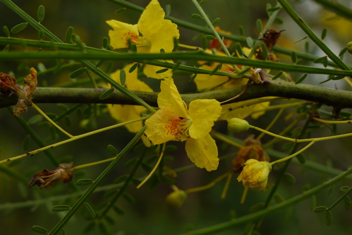 露薇花