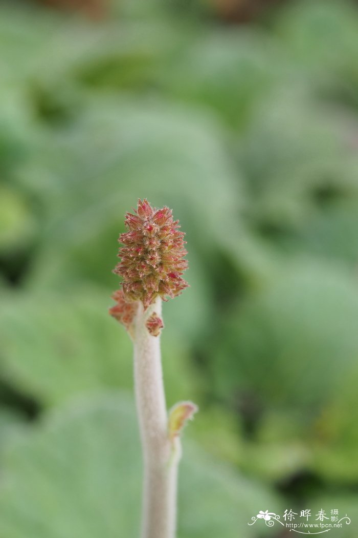 月季花的介绍