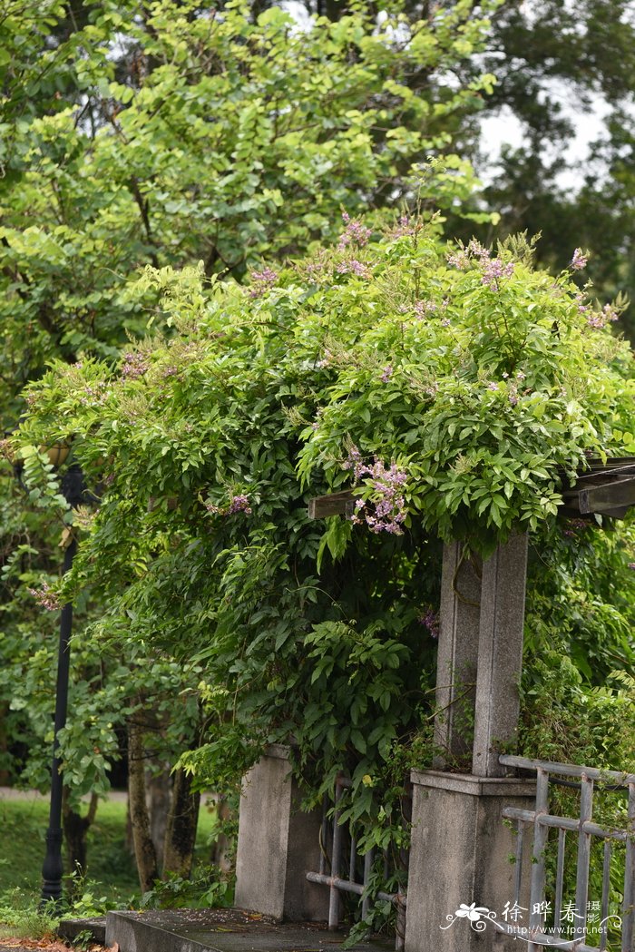 苹果树种植