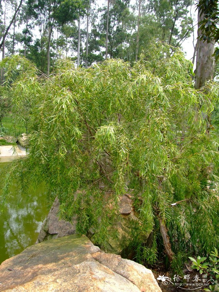 水生植物水生植物