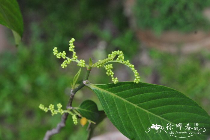 盆栽的杜鹃花怕冷吗