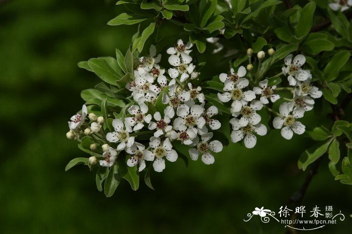 无花果花