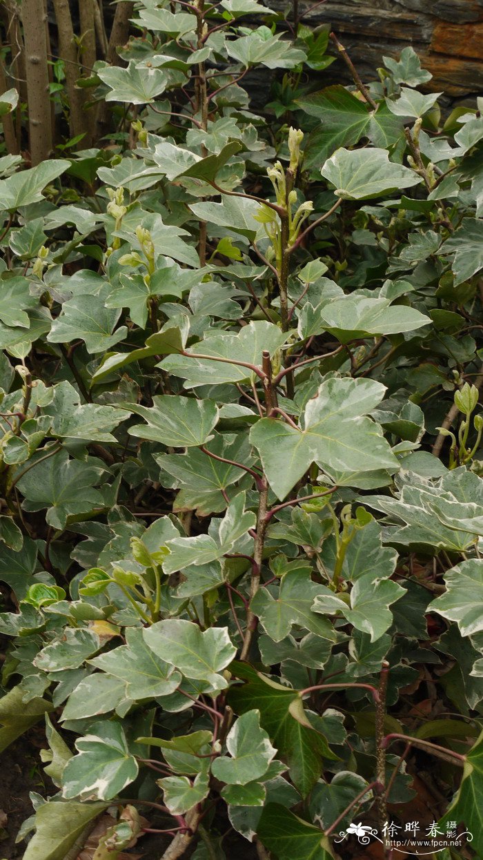 野菊花价格