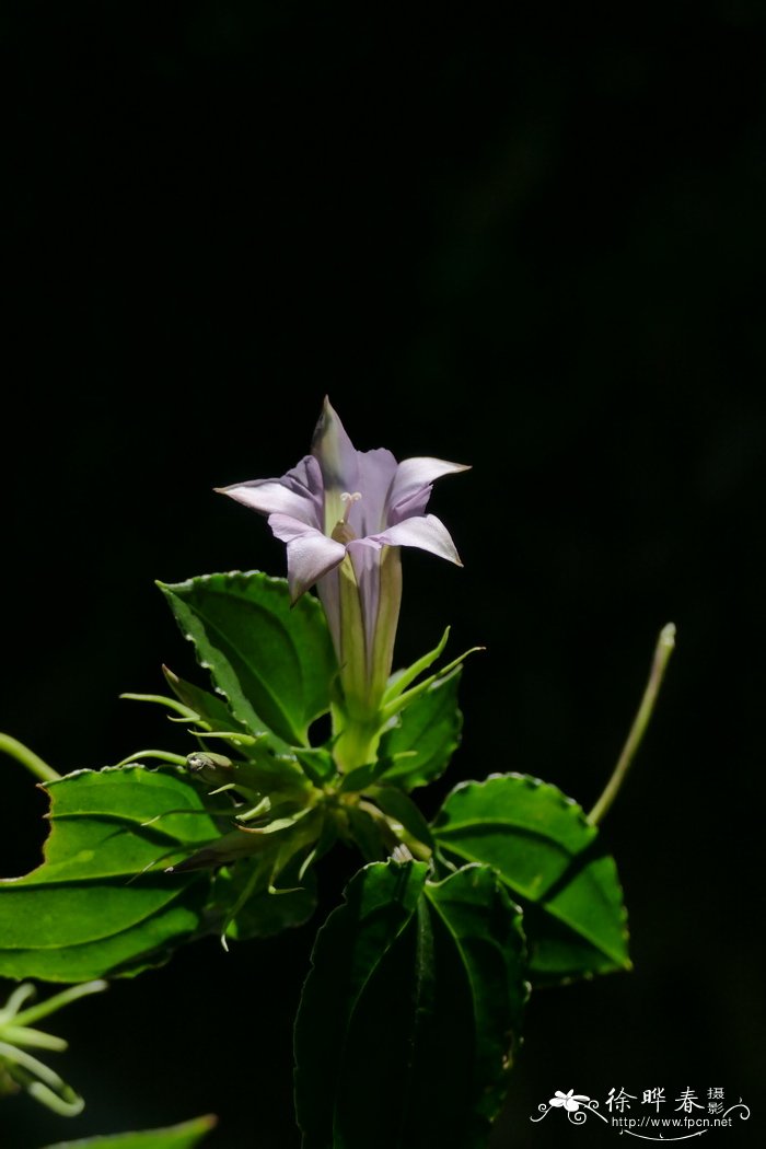 草莓成熟的季节