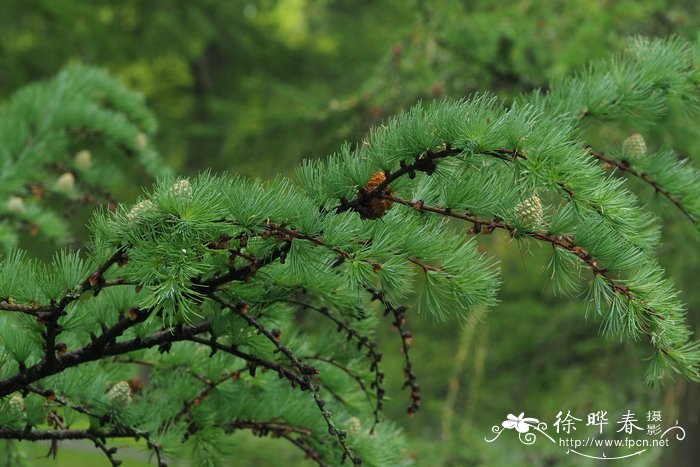 苹果7图片大全大图片