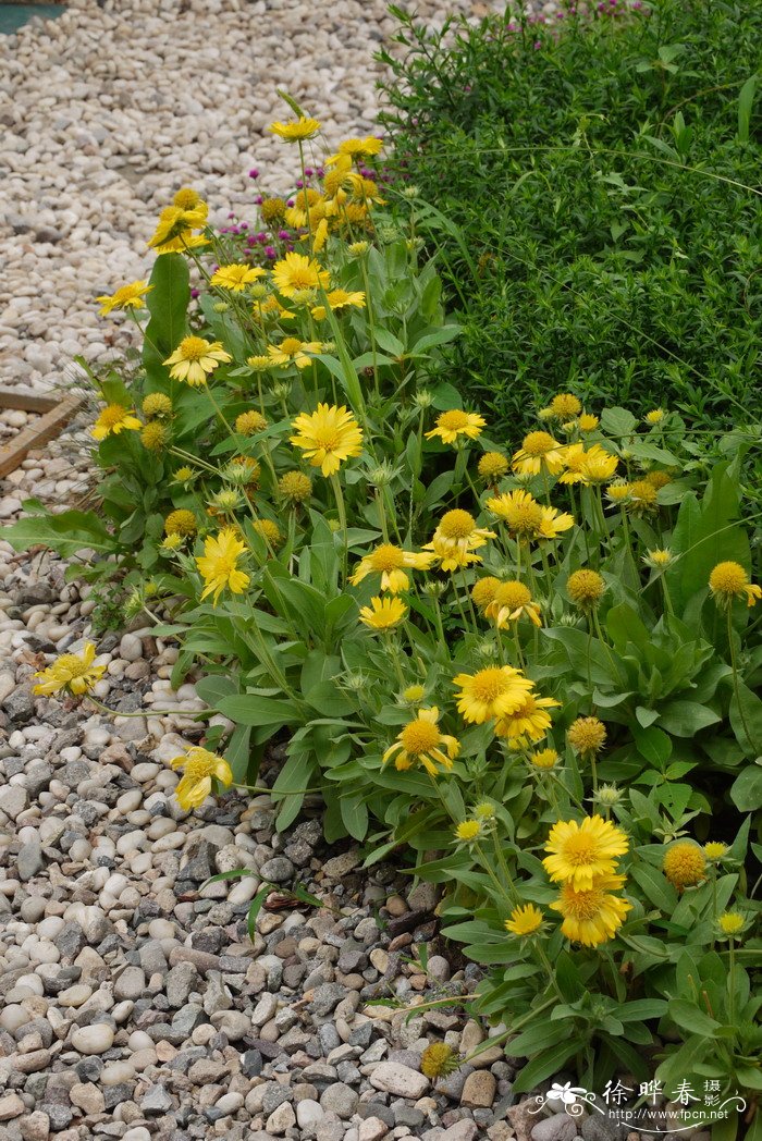 室内适合养的18种植物