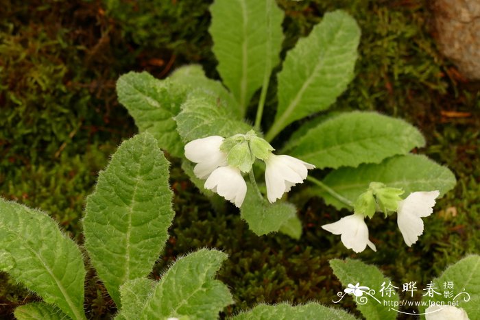 玉树花