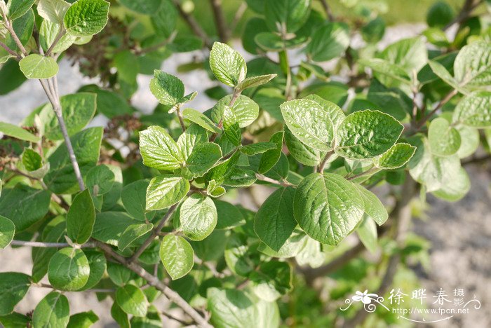 除甲醛花草排名