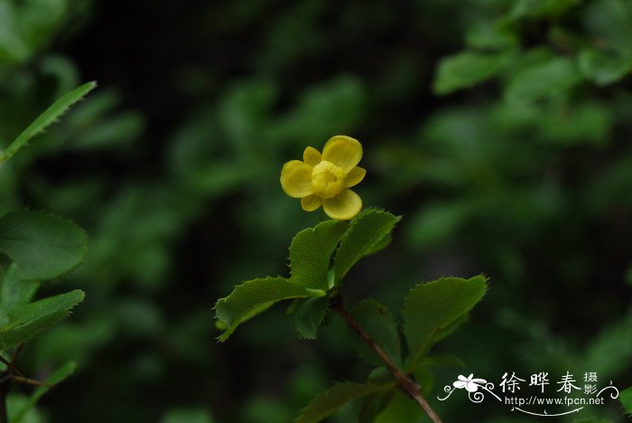 芦荟花图片