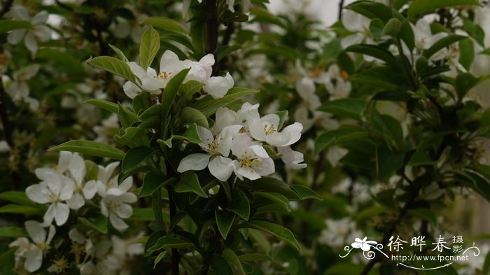 藏红花什么时候开花