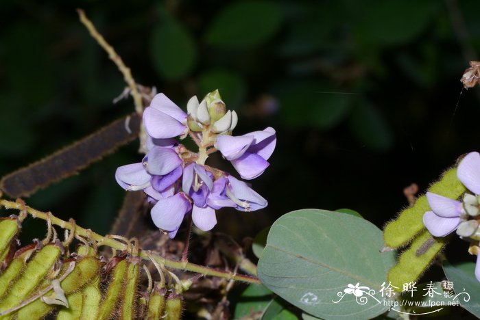 四季金银花种植技术