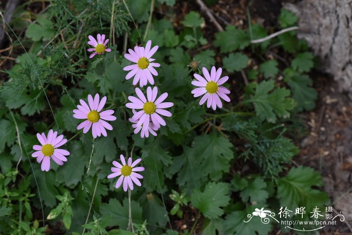 折水晶花