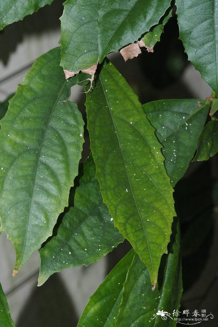 苹果苗价格