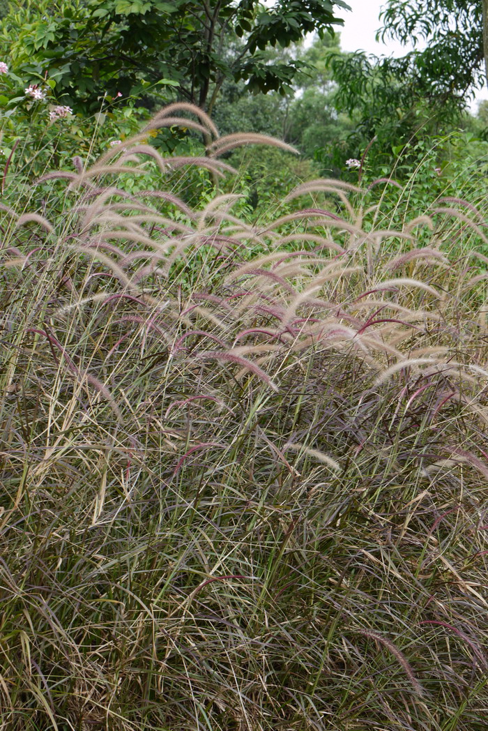 植树节种什么树好