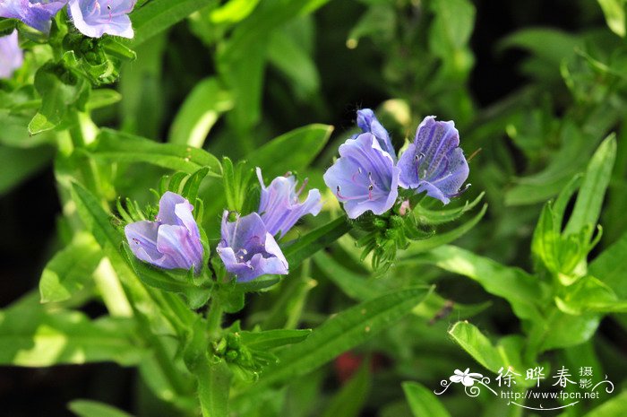 盆栽桂花