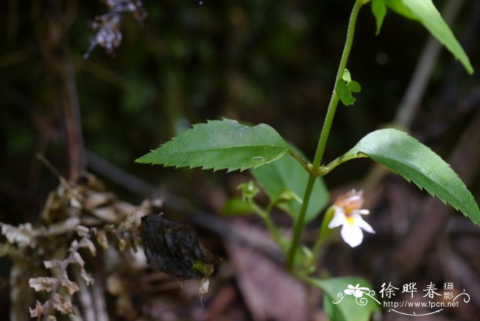 露薇花