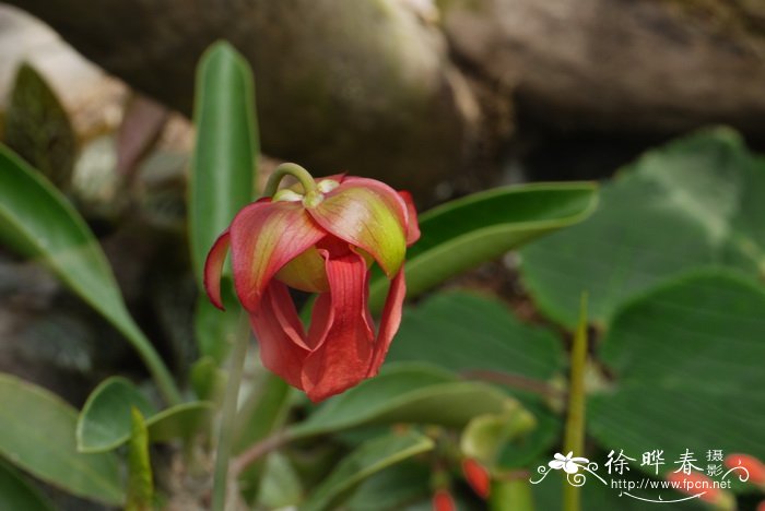 郑州鲜花礼品