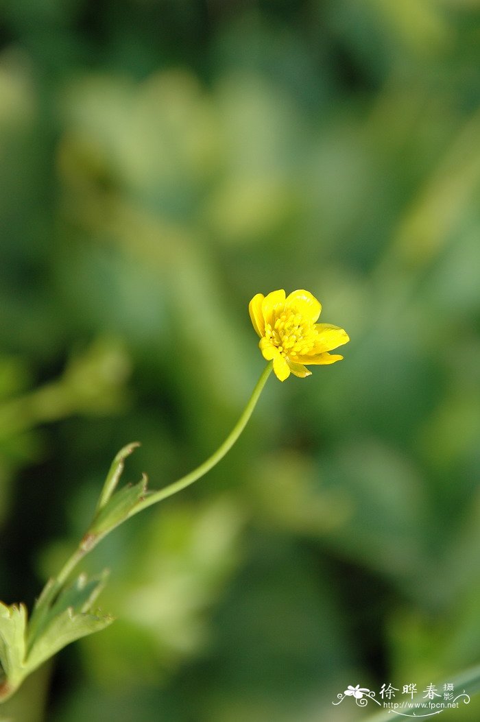 野芥菜