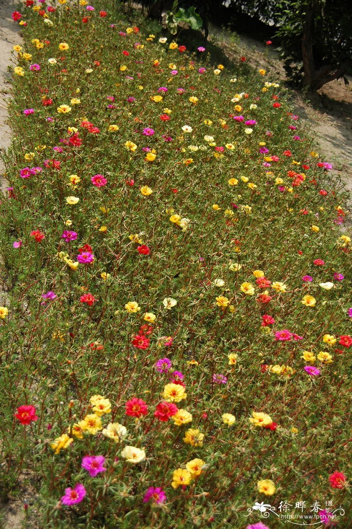 葫芦种子怎么催芽和种植